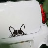 Waterproof - vinyl car sticker with a dog's faceStickers
