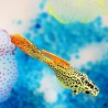 Goldfish - luminous - fish tank / aquarium decorationAquarium