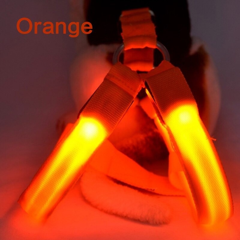 Dog harness - LED - flashing / glowing lights - night safetyCollars & Leads