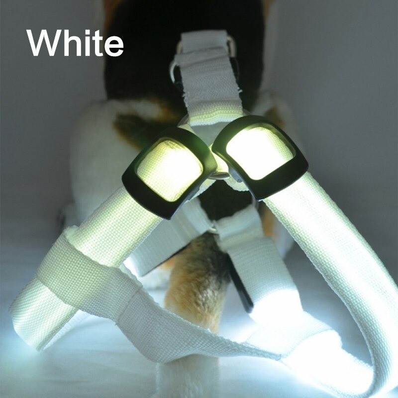 Dog harness - LED - flashing / glowing lights - night safetyCollars & Leads