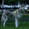 Dog harness - LED - flashing / reflective lights - safety night walk - waterproofCollars & Leads