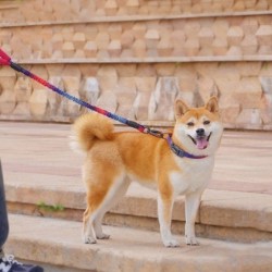 Dog leash - collar - with traction rope / buckleCollars & Leads