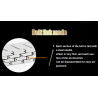 Luxurious stainless steel belt - punk style - buckle with pantherBelts