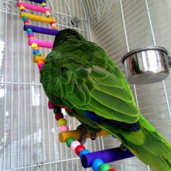 Colorful wooden drawbridge - toy for birds / parrotsBirds