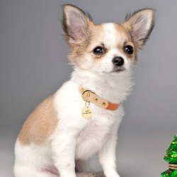 Leather collar - for dogs / cats - personalized pet name - phone number - ID tagCollar & Leads