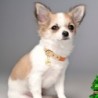 Leather collar - for dogs / cats - personalized pet name - phone number - ID tagCollar & Leads