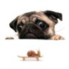 Car window sticker - vinyl - waterproof - dog with a snailStickers