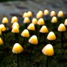 Solar string light - LED - with sticks - waterproof - mushrooms shapedSolar lighting