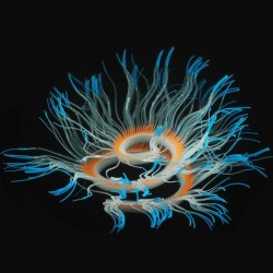 Flexible silicone coral / anemone - glowing in dark - aquarium decorationAquarium