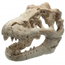 Aquarium decoration - crocodile skullDecorations