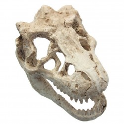 Aquarium decoration - crocodile skullDecorations