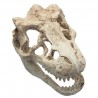 Aquarium decoration - crocodile skullDecorations