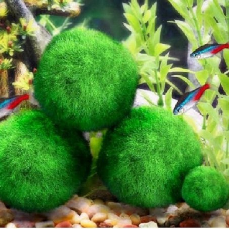 Aquarium mini moss ball - decorative nano plantDecorations