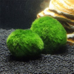 Aquarium mini moss ball - decorative nano plantDecorations