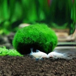 Aquarium mini moss ball - decorative nano plantDecorations
