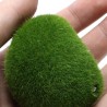Aquarium mini moss ball - decorative nano plantDecorations