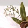 Lily of the valley broochBrooches