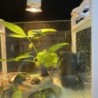Low water filter pump - hanging waterfall - water circulation - for aquariumAquarium