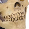 Skull - full face latex mask for halloweenParty