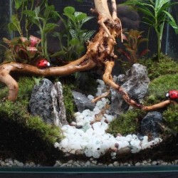 Natural tree trunk driftwood - aquarium & fish tank plant - wooden decorationAquarium