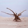 Natural tree trunk driftwood - aquarium & fish tank plant - wooden decorationAquarium