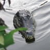 Flytec V005 2.4G - electric RC boat with crocodile head - RTR toyBoats